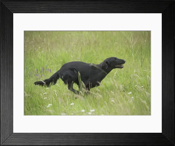 Framed Print : Picture No. 12479723