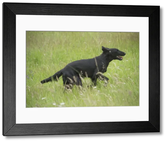 Framed Print : Picture No. 12479724 Framed Print : Picture No. 12479724