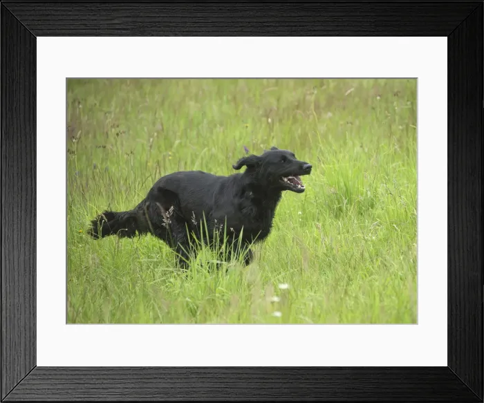 Framed Print : Picture No. 12479725