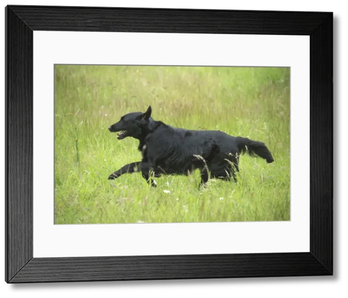 Framed Print : Picture No. 12479726 Framed Print : Picture No. 12479726