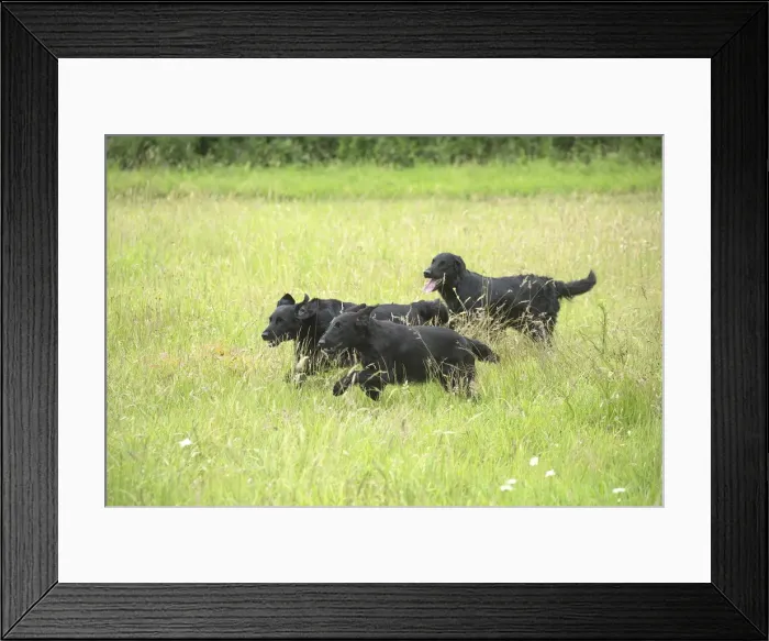 Framed Print : Picture No. 12479727 Framed Print : Picture No. 12479727