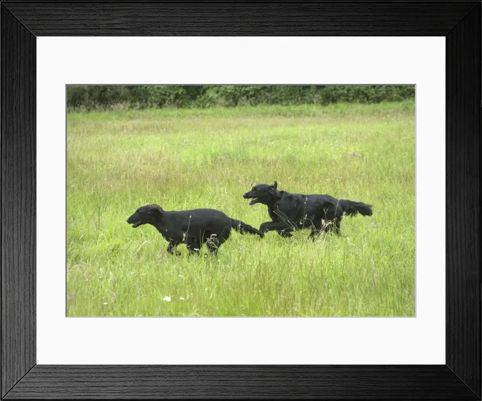 Framed Print : Picture No. 12479728 Framed Print : Picture No. 12479728