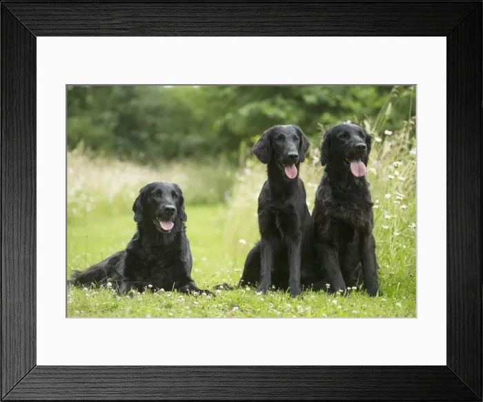 Framed Print : Picture No. 12479767 Framed Print : Picture No. 12479767