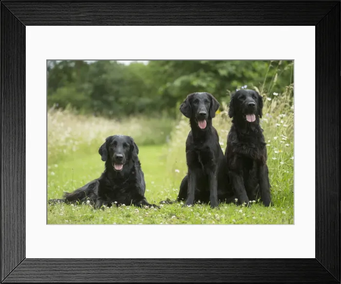 Framed Print : Picture No. 12479768 Framed Print : Picture No. 12479768