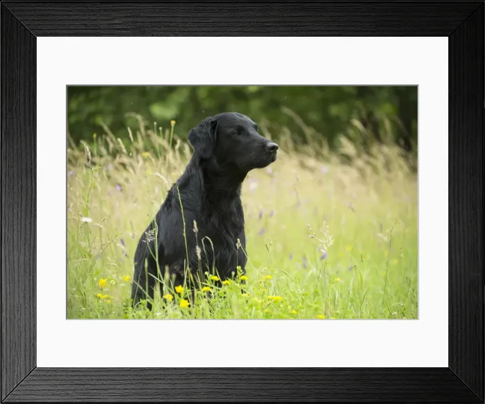 Framed Print : Picture No. 12479769 Framed Print : Picture No. 12479769