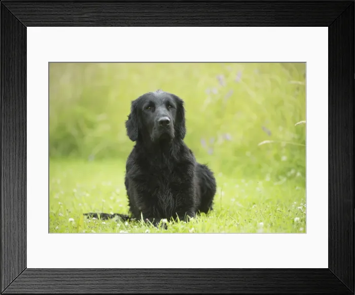 Framed Print : Picture No. 12479771 Framed Print : Picture No. 12479771