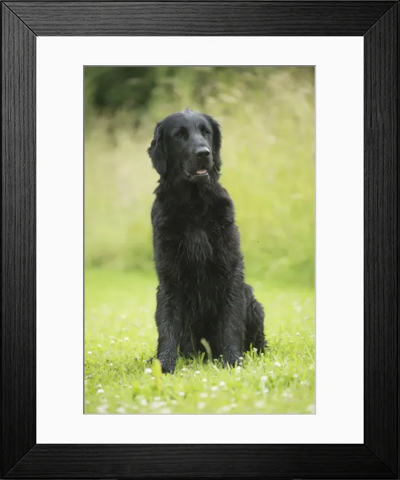 Framed Print : Picture No. 12479770 Framed Print : Picture No. 12479770