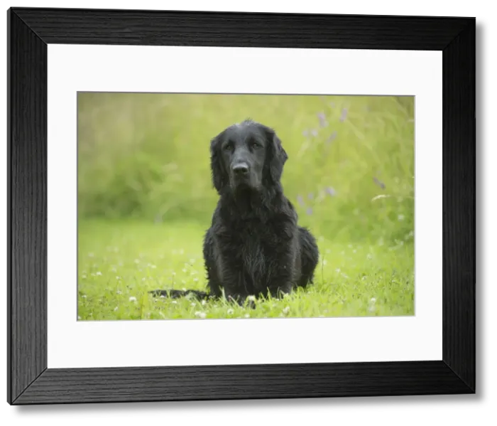 Framed Print : Picture No. 12479772 Framed Print : Picture No. 12479772