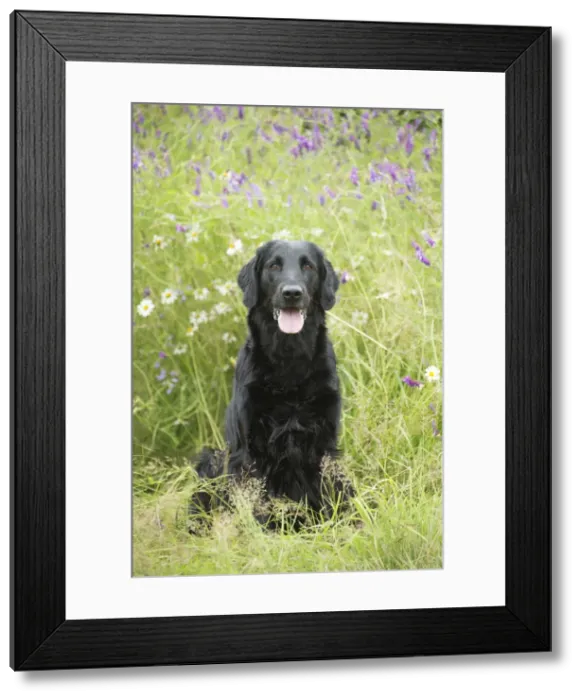 Framed Print : Picture No. 12479773 Framed Print : Picture No. 12479773