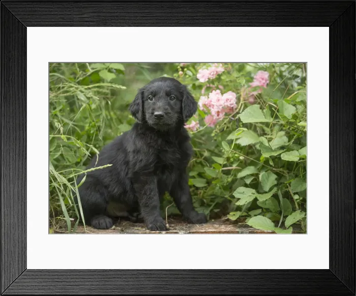 Framed Print : Picture No. 12479776