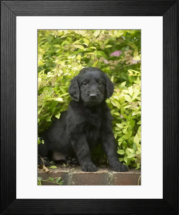 Framed Print : Picture No. 12479777 Framed Print : Picture No. 12479777