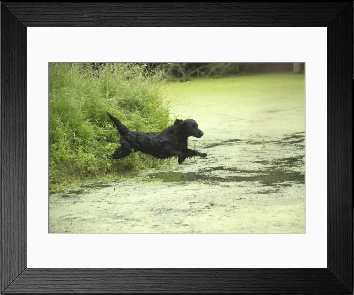 Framed Print : Picture No. 12479779 Framed Print : Picture No. 12479779