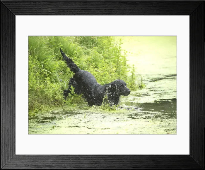 Framed Print : Picture No. 12479780 Framed Print : Picture No. 12479780