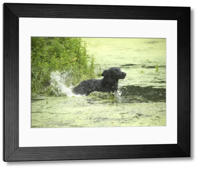 Framed Print : Picture No. 12479781 Framed Print : Picture No. 12479781