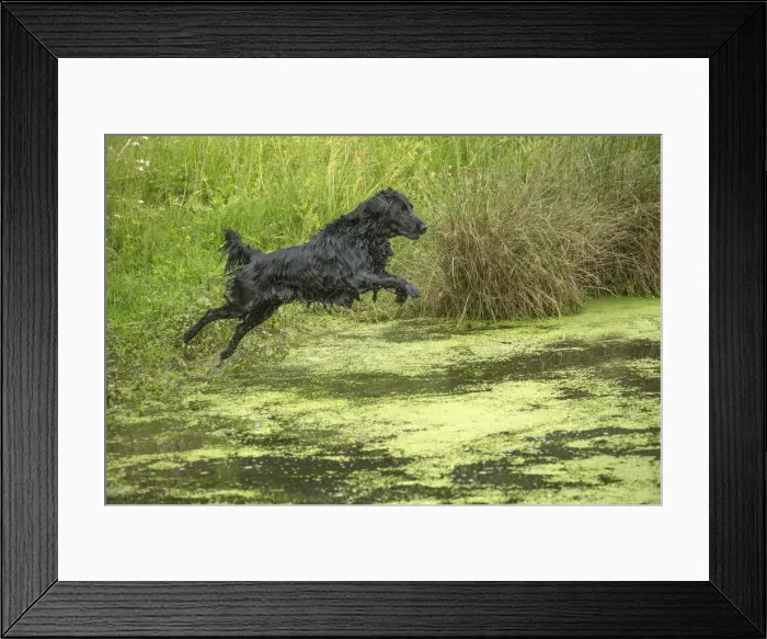 Framed Print : Picture No. 12479783 Framed Print : Picture No. 12479783