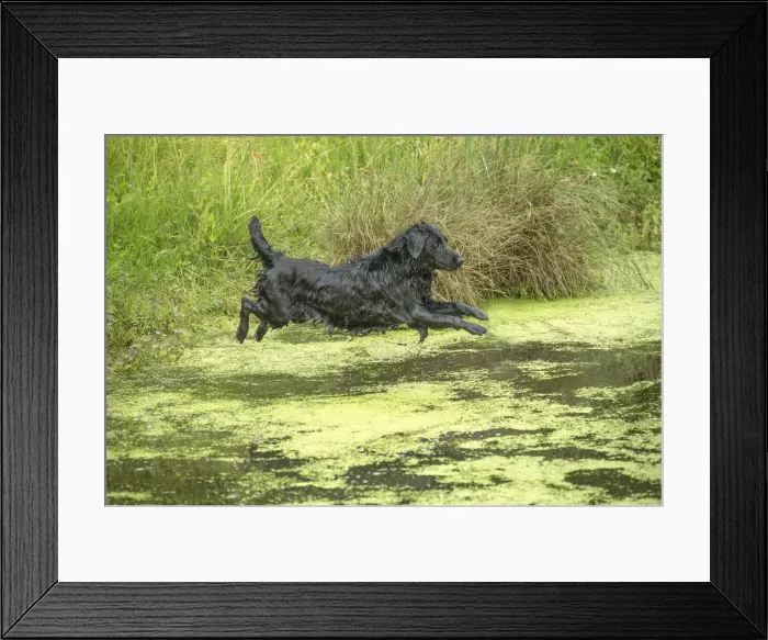 Framed Print : Picture No. 12479784 Framed Print : Picture No. 12479784