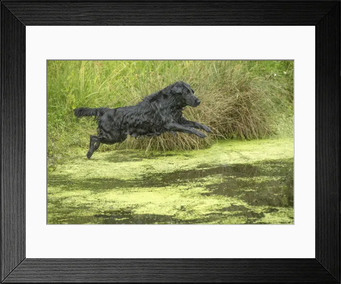 Framed Print : Picture No. 12479785 Framed Print : Picture No. 12479785