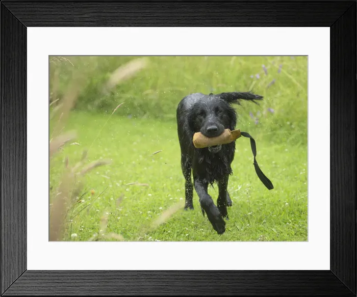 Framed Print : Picture No. 12479786 Framed Print : Picture No. 12479786