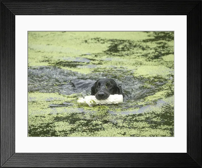Framed Print : Picture No. 12479787 Framed Print : Picture No. 12479787