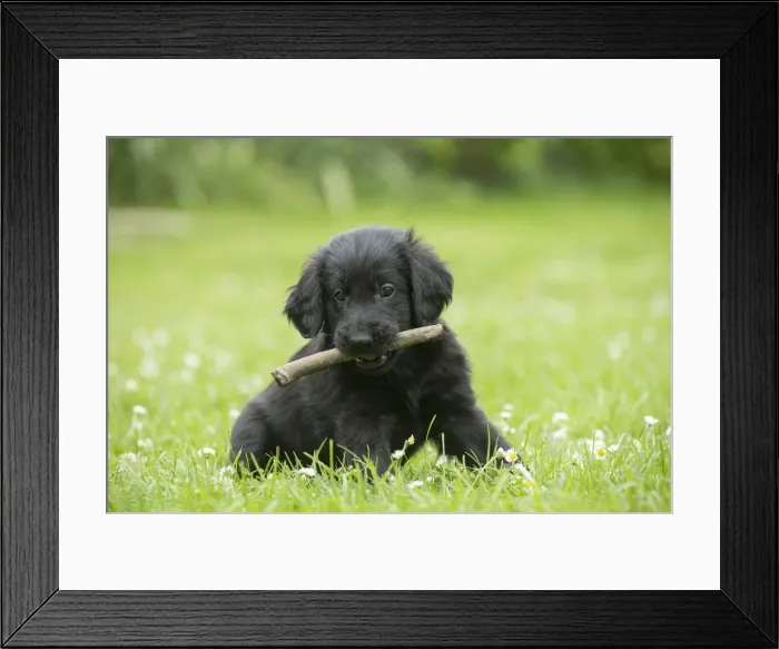 Framed Print : Picture No. 12479788 Framed Print : Picture No. 12479788
