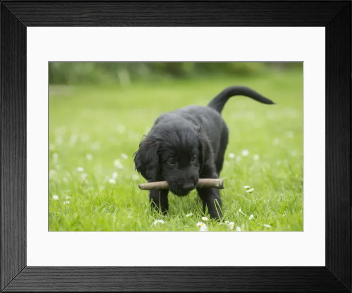 Framed Print : Picture No. 12479789 Framed Print : Picture No. 12479789