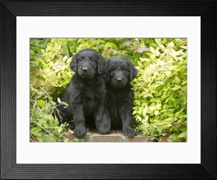 Framed Print : Picture No. 12479790