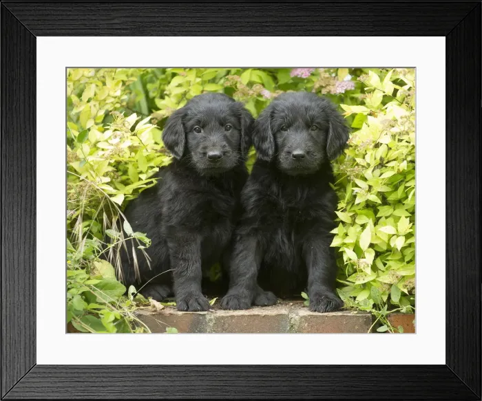 Framed Print : Picture No. 12479792 Framed Print : Picture No. 12479792