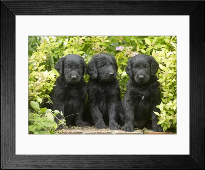 Framed Print : Picture No. 12479793