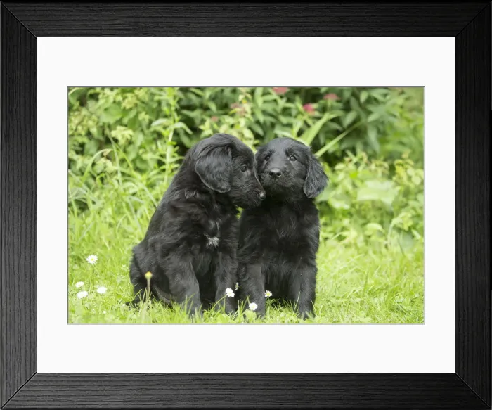 Framed Print : Picture No. 12479794 Framed Print : Picture No. 12479794