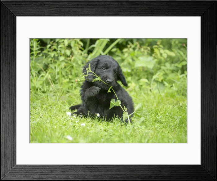 Framed Print : Picture No. 12479795 Framed Print : Picture No. 12479795
