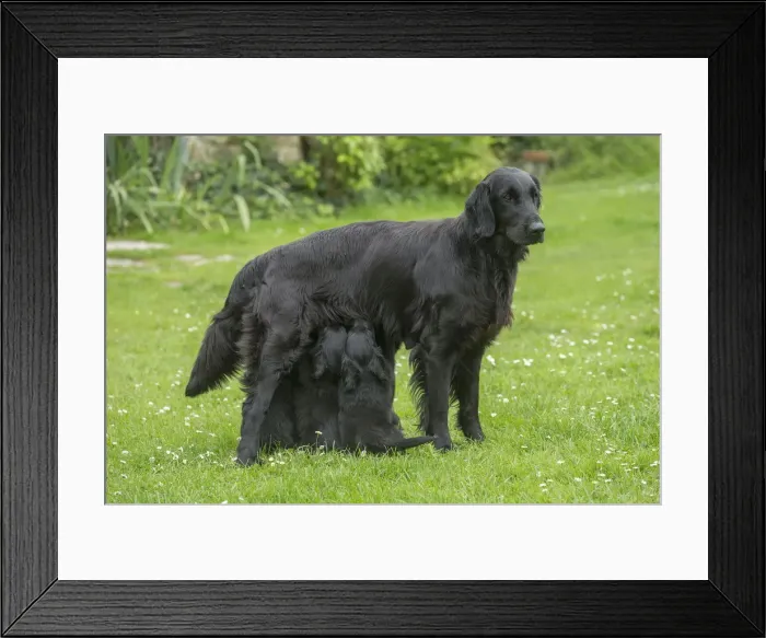 Framed Print : Picture No. 12479796 Framed Print : Picture No. 12479796