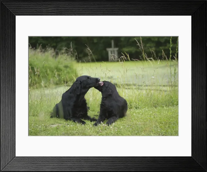 Framed Print : Picture No. 12479797 Framed Print : Picture No. 12479797