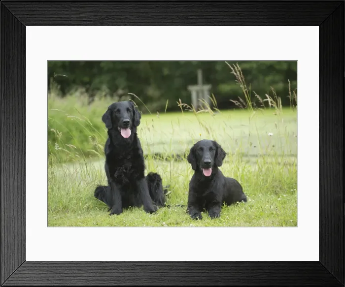Framed Print : Picture No. 12479798 Framed Print : Picture No. 12479798