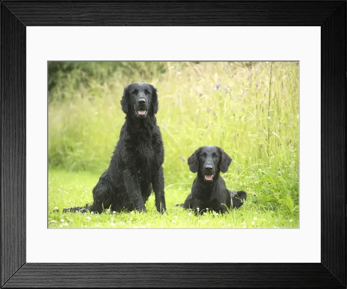 Framed Print : Picture No. 12479800