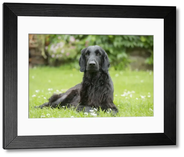 Framed Print : Picture No. 12479801 Framed Print : Picture No. 12479801