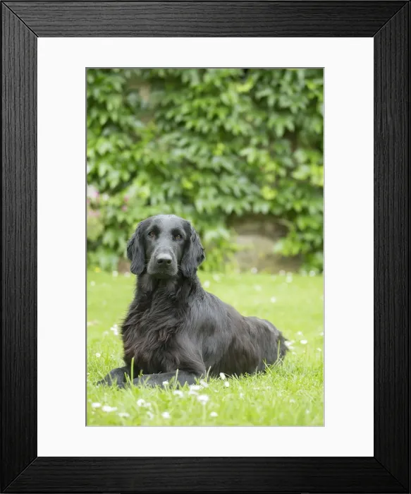 Framed Print : Picture No. 12479802 Framed Print : Picture No. 12479802