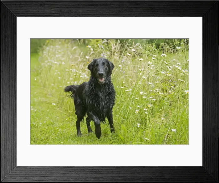 Framed Print : Picture No. 12479803
