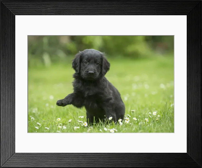 Framed Print : Picture No. 12479804 Framed Print : Picture No. 12479804