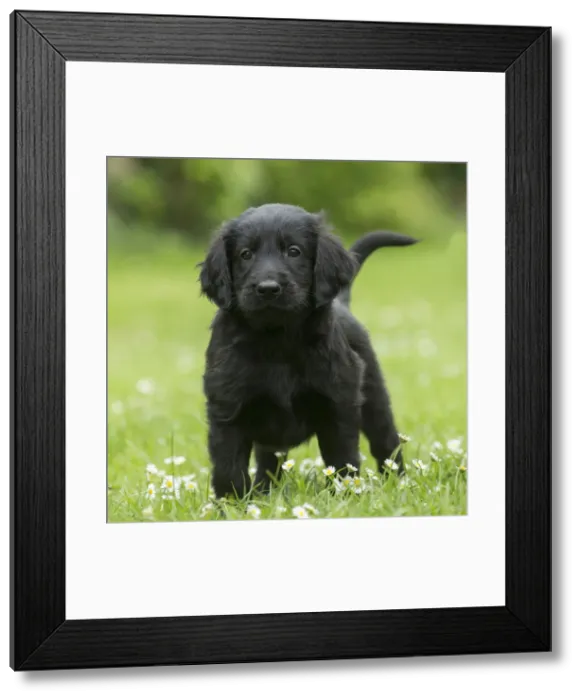 Framed Print : Picture No. 12479805 Framed Print : Picture No. 12479805