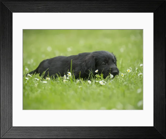 Framed Print : Picture No. 12479806 Framed Print : Picture No. 12479806