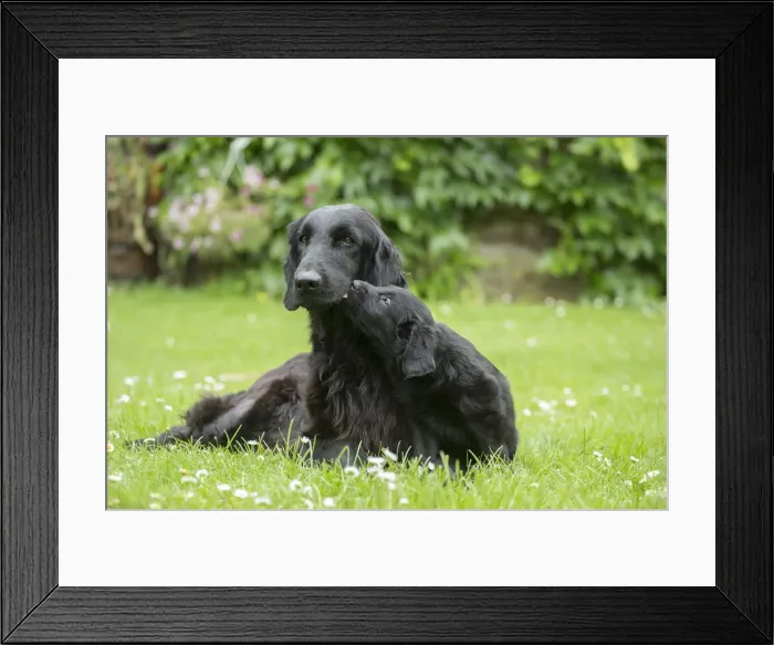 Framed Print : Picture No. 12479807 Framed Print : Picture No. 12479807