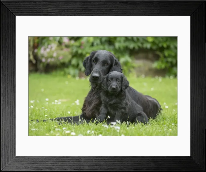 Framed Print : Picture No. 12479808 Framed Print : Picture No. 12479808