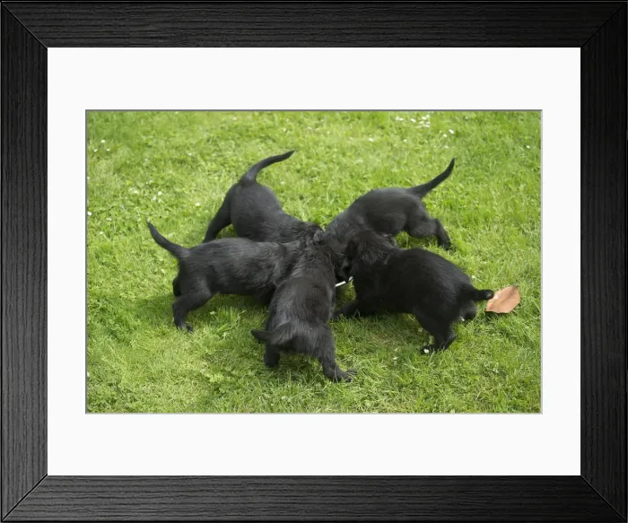 Framed Print : Picture No. 12479809 Framed Print : Picture No. 12479809