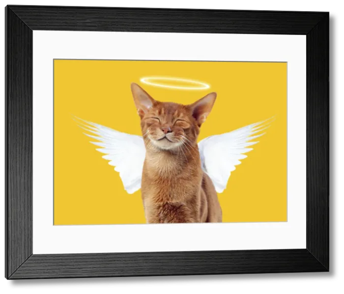 Framed Print : Picture No. 12479985 Framed Print : Picture No. 12479985