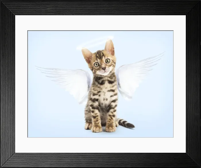 Framed Print : Picture No. 12479987 Framed Print : Picture No. 12479987