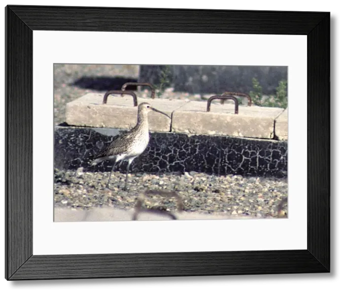 : Slender-billed Curlew - Yemen : Slender-billed Curlew - Yemen
