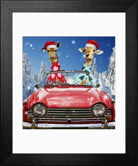 Framed Print : 13131018. Giraffes Framed Print : 13131018. Giraffes