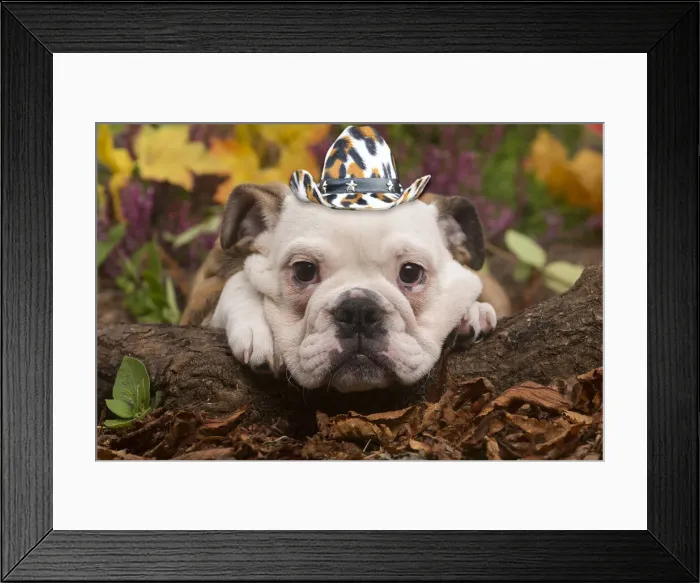 Framed Print : 13131020. English Bulldog puppy outdoors in Autumn with cowboy hat Date