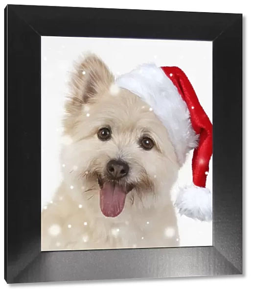 13131021. DOG. Teddy bear dog wearing a Christmas hat Date