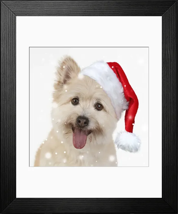 Framed Print : 13131021. DOG. Teddy bear dog wearing a Christmas hat Date Framed Print : 13131021. DOG. Teddy bear dog wearing a Christmas hat Date